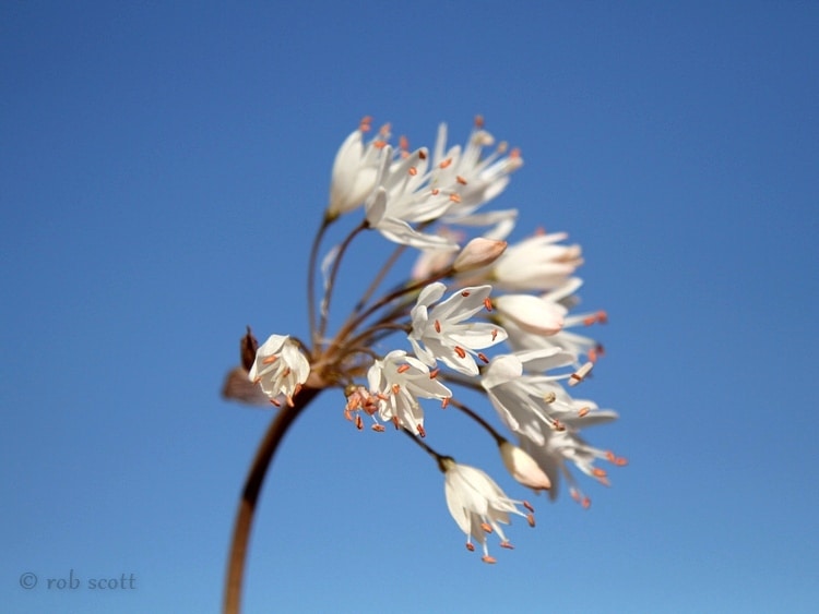 Strumaria truncata white