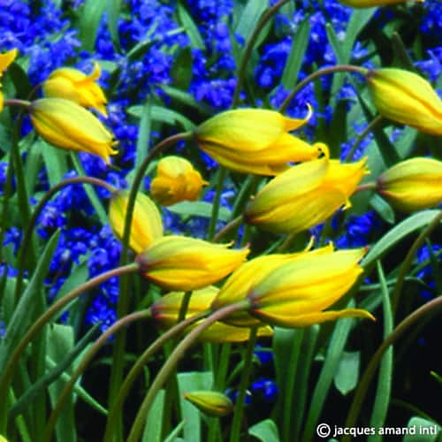 Sylvestris