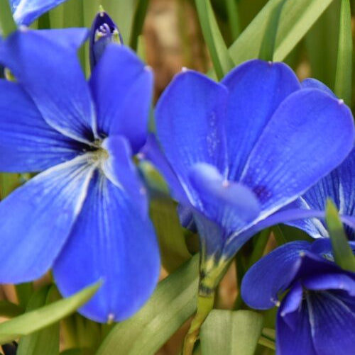 Tecophileae cyanocrocus_9869