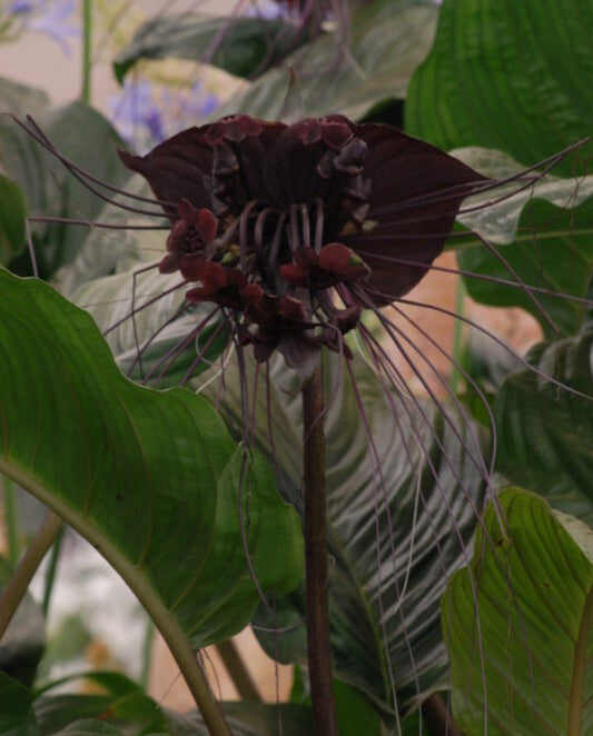 Tacca chantrieri 6