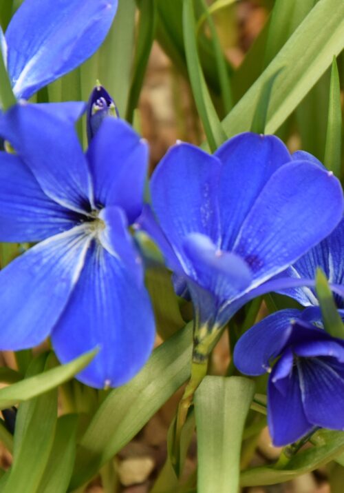 Tecophileae cyanocrocus_9869