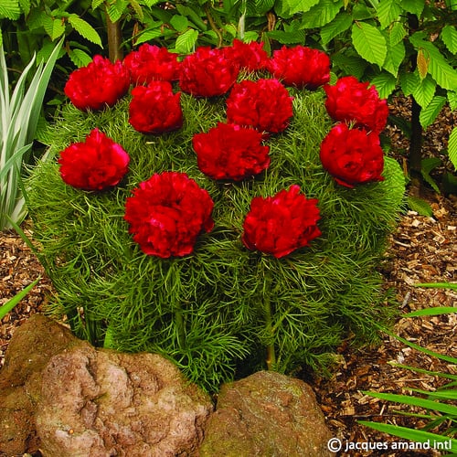 Tenuifolia-Rubra-Plena
