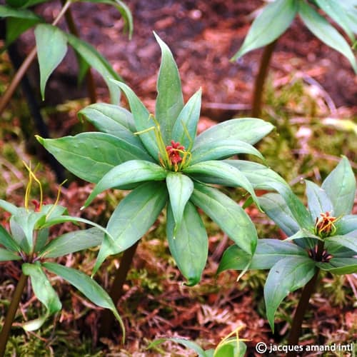 Thibetica