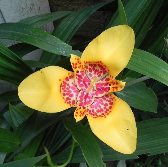 Tigridia-Aurea-smallsq