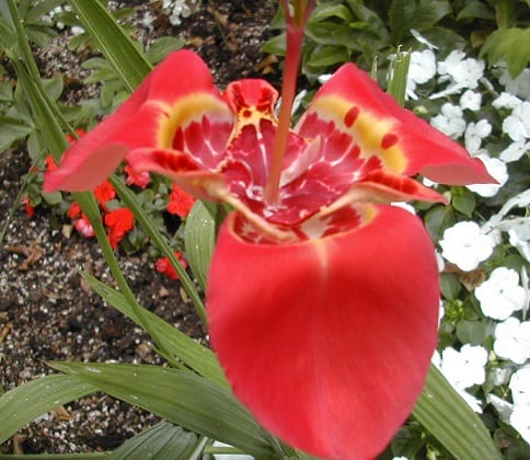Tigridia speciosa