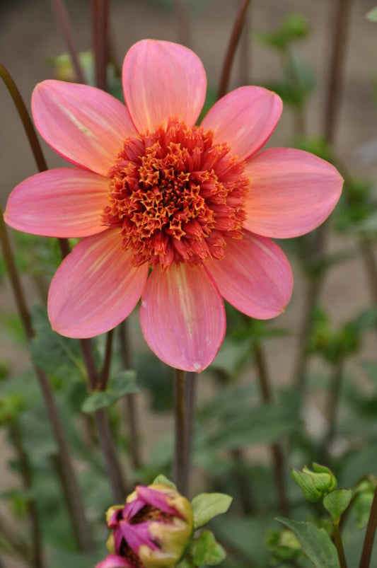 Totally Tangerine-10 (st)