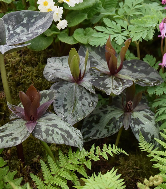 Trillium cuneatum1