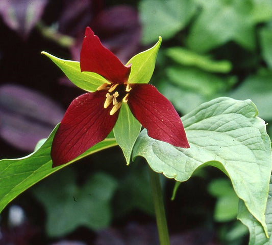 Trillium erectum sq