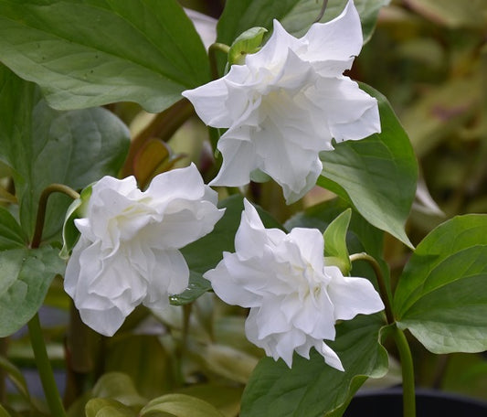 Trillium grandiflorum Flore Pleno sq