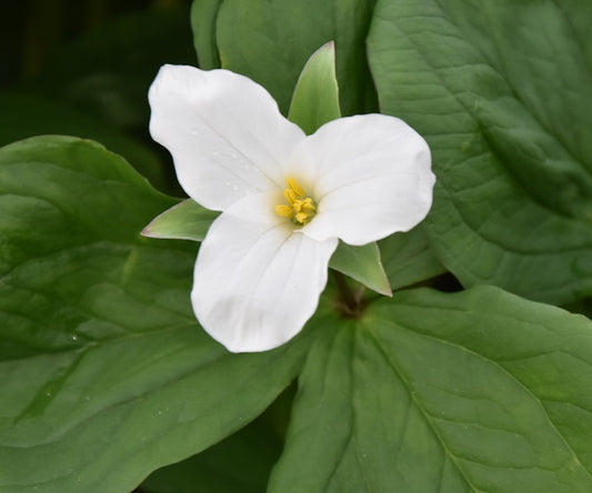 Trillium grandiflorum sq