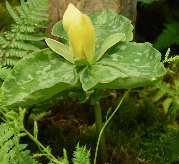 Trillium luteum sq