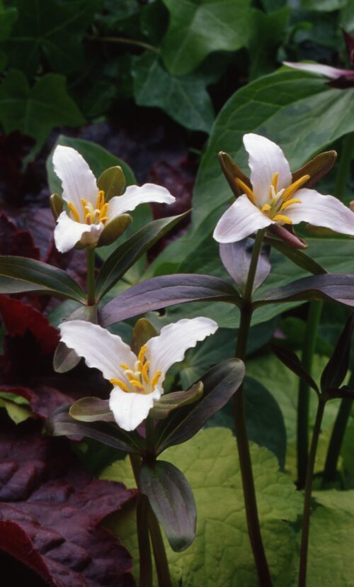 Trillium pusillum-img242
