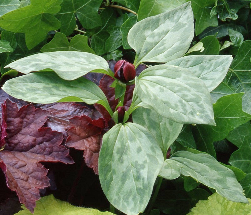 Trillium recurvatum sq
