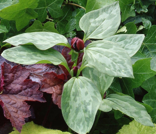 Trillium recurvatum sq