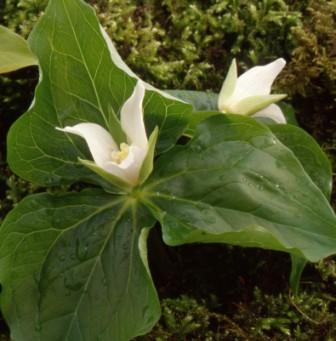 Trillium tschonoskii 1