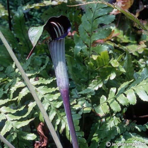 Triphyllum