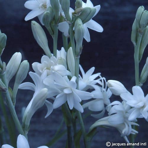 Tuberosa-The-Pearl