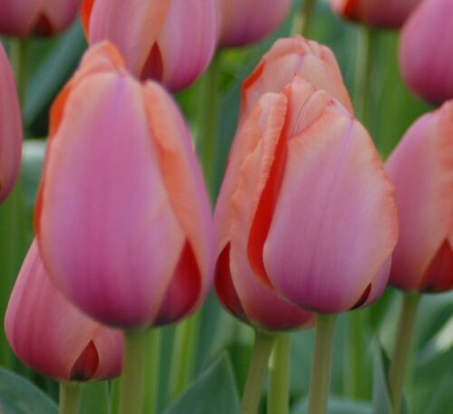 Tulip Apricot Impression_0714 (2)