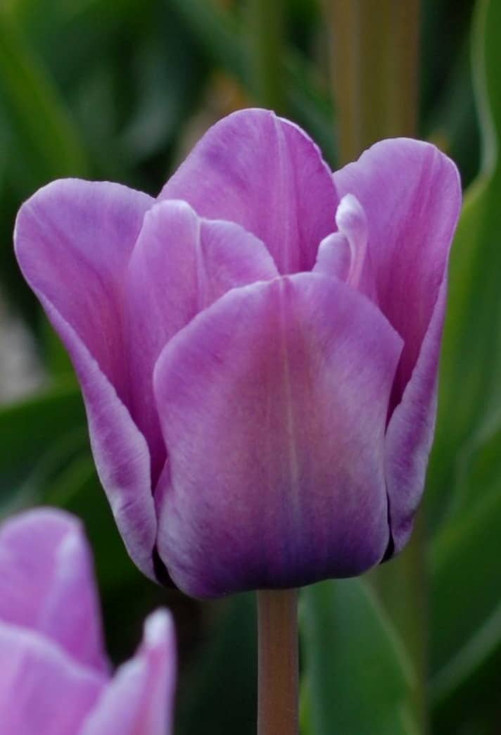 Tulip Bleu Aimiable (slt) .1916 2010.2
