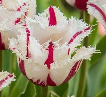 Tulip Burning Fire sq