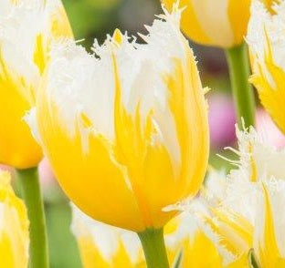 Tulip Burning Flame sq