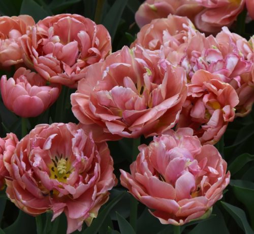 Tulip Copper Image-dlt_2664 (1)