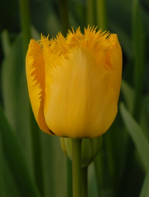 Tulip Crystal Star_0301