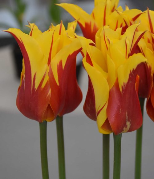 Tulip Firewings-lft_0605 (2)