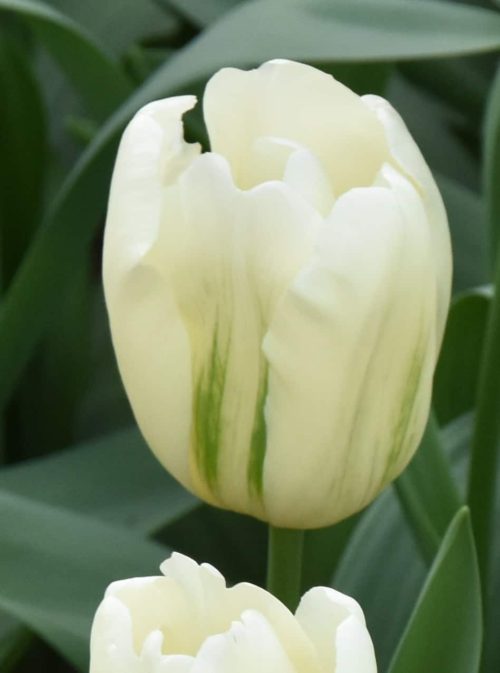 Tulip Green Spirit-vir-mav_1249