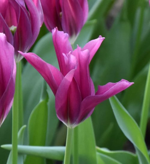 Tulip Purple Doll_1527 (2)