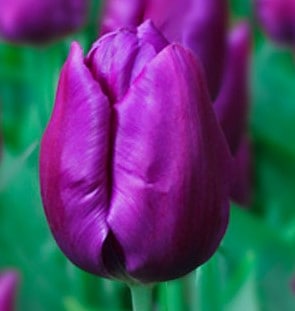 Tulip Purple Purissima