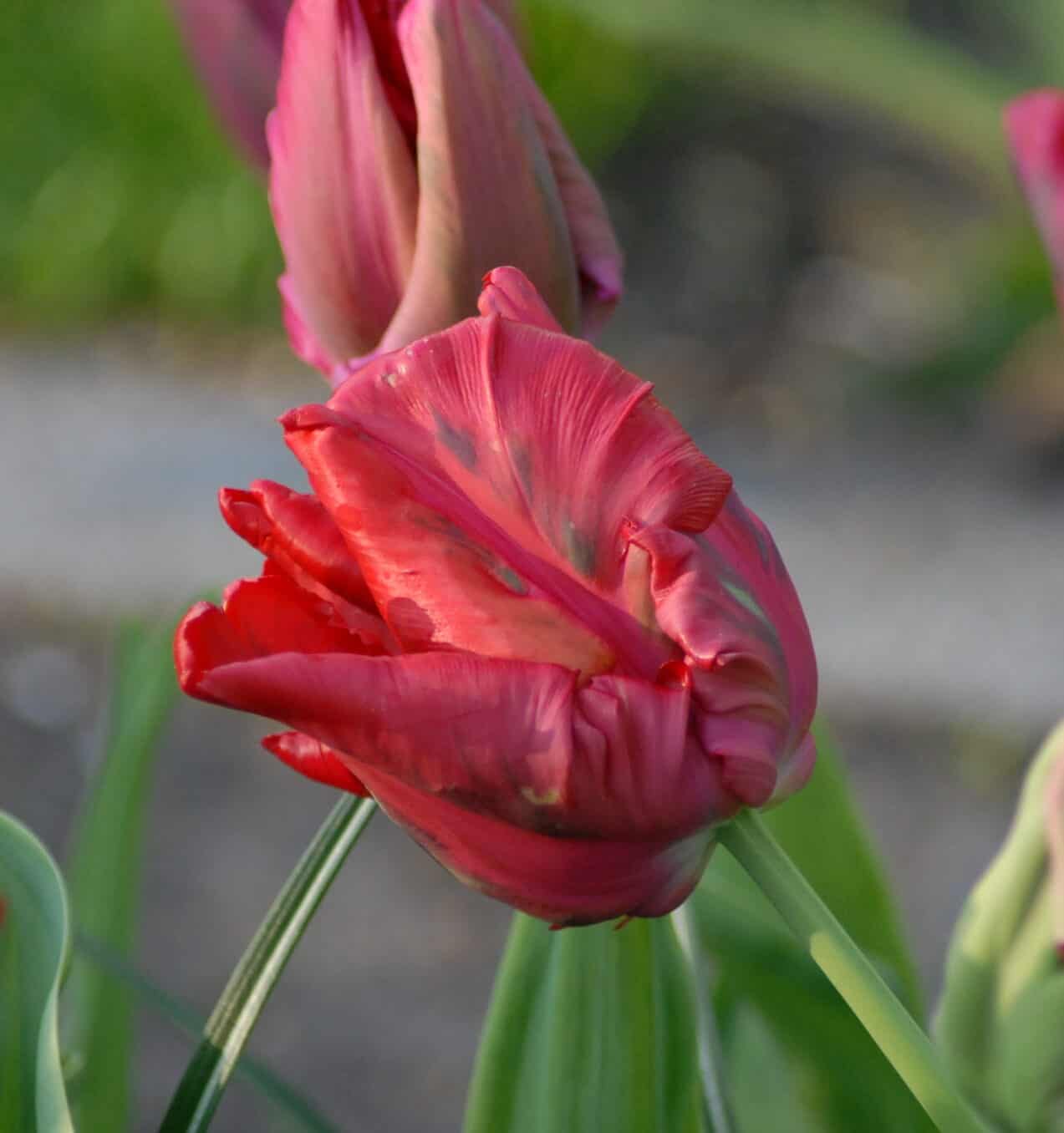 Tulip-Red-Madonna-Red_0534-2-scaled