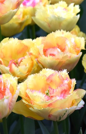 Tulip Vaya Con Dios small