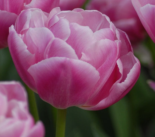 Tulip vogue sq