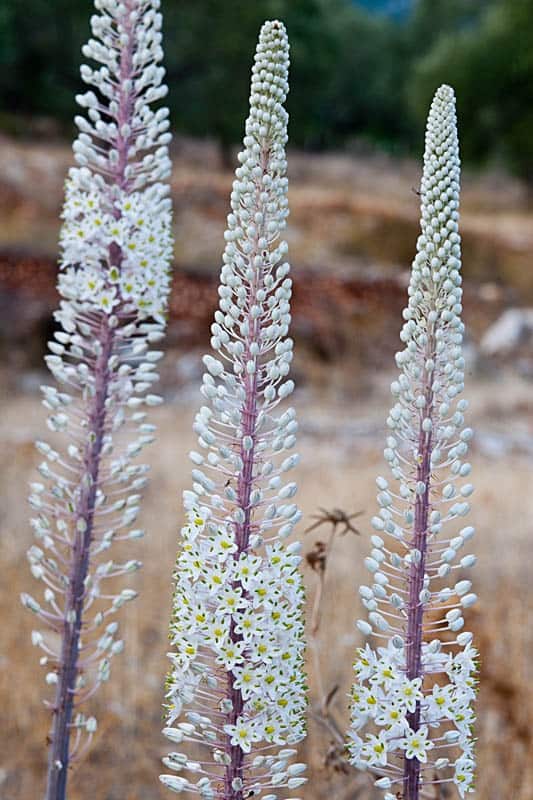 Urginea maritima
