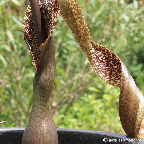 Venosum