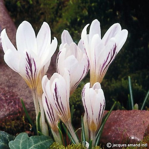 Versicolor-Picturatus