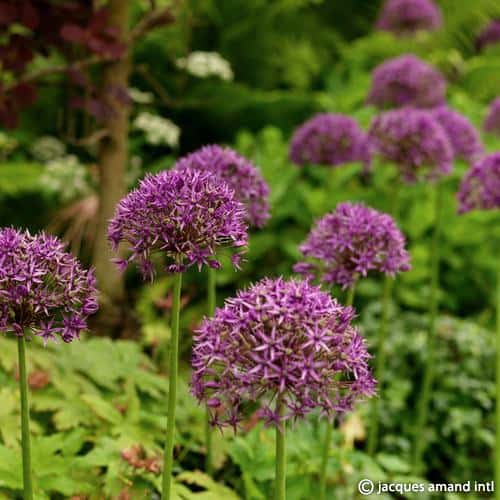 Violet-Beauty