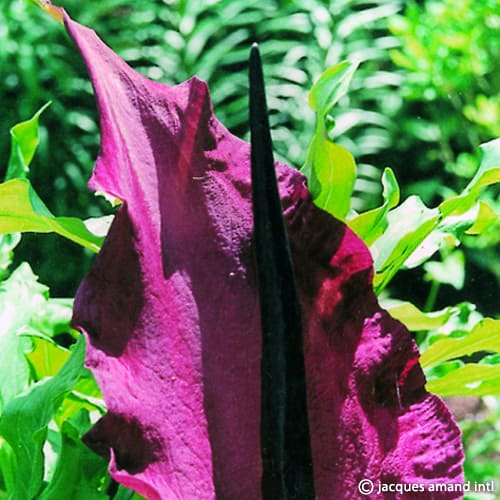 Vulgaris