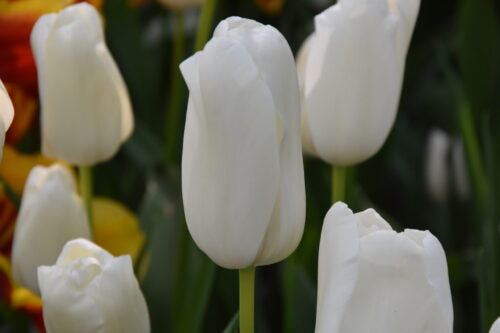White Proud-slt_7435 (1)