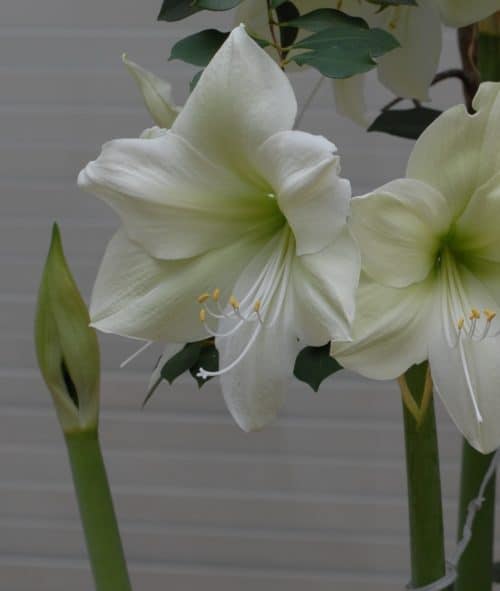 White hippeastrum