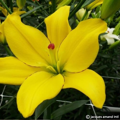 Yellow-Cocotte