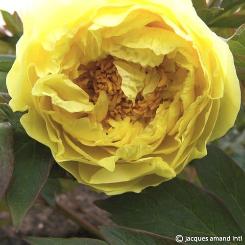 Yellow-Crown
