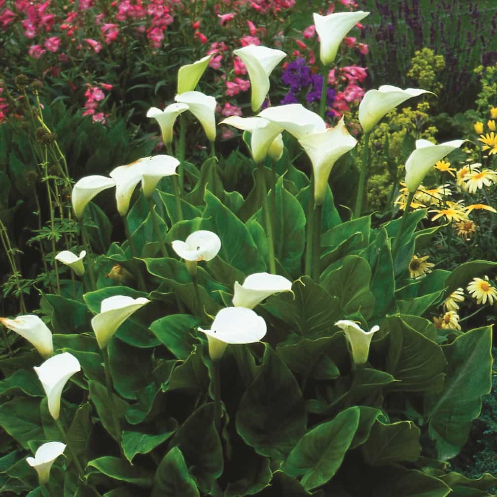 Zantedeschia aethiopica