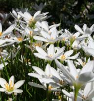 Zephyranthes candida smaller