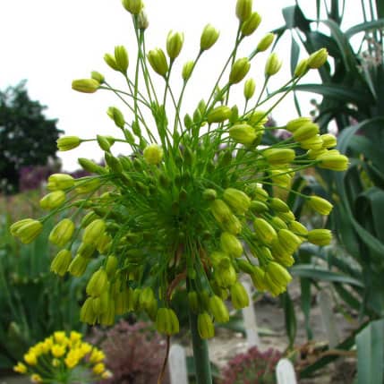allium chloranthum3