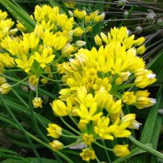 allium moly 1
