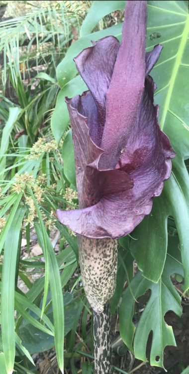 amorphophallus paeoniifolius