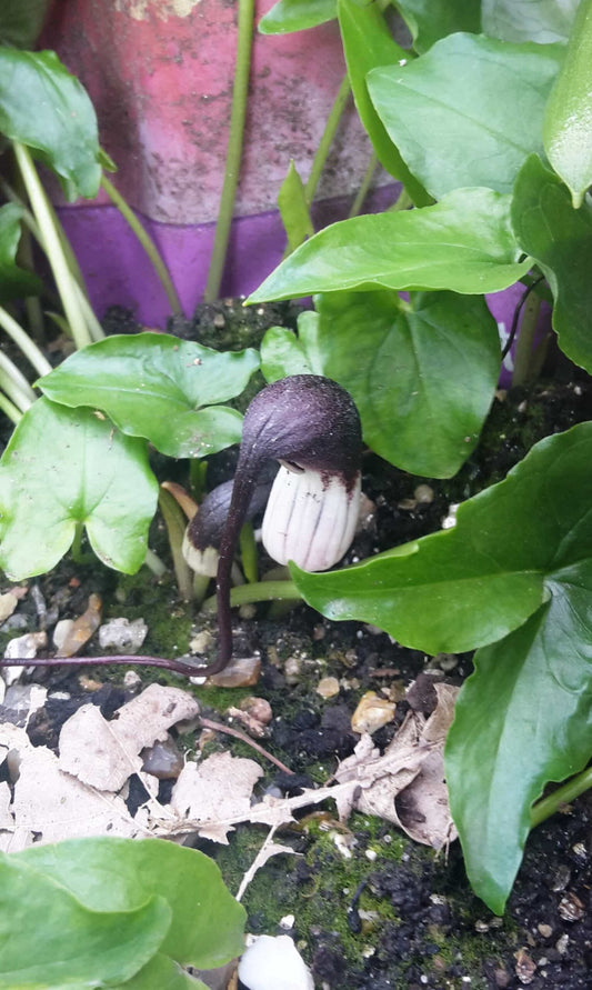 arisarum