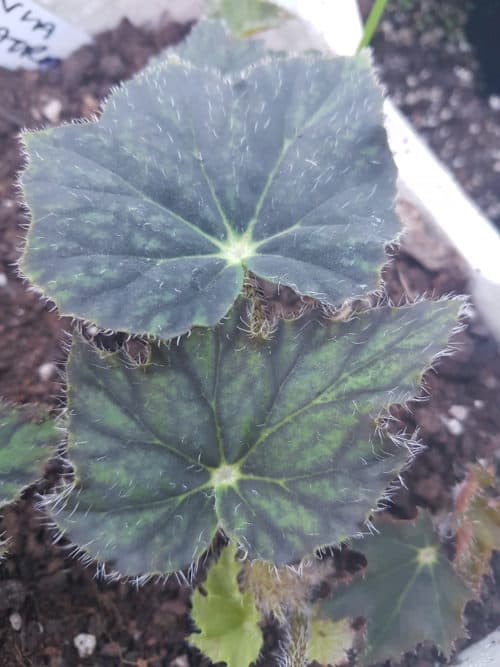 begonia cleopatra